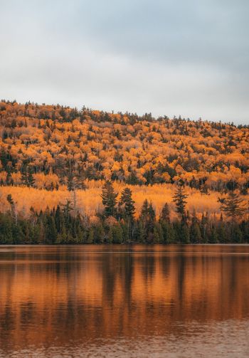 autumn forest, lake Wallpaper 1640x2360