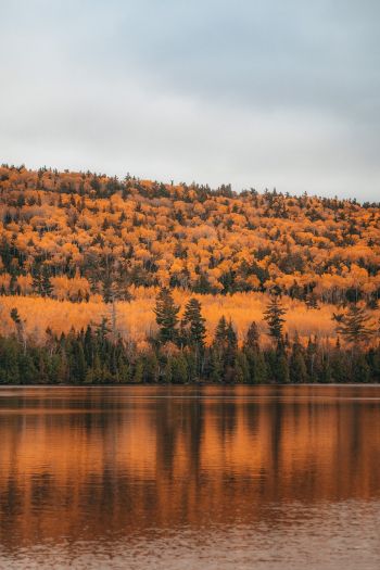autumn forest, lake Wallpaper 640x960