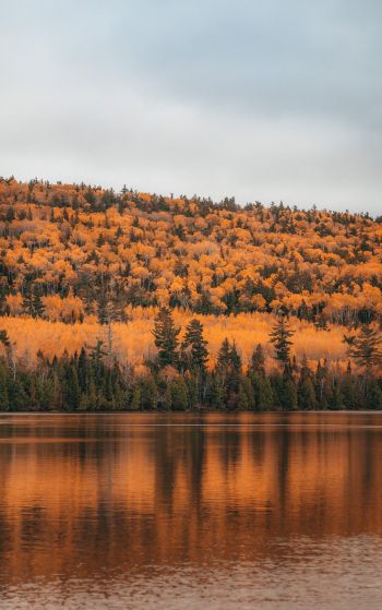 autumn forest, lake Wallpaper 1752x2800