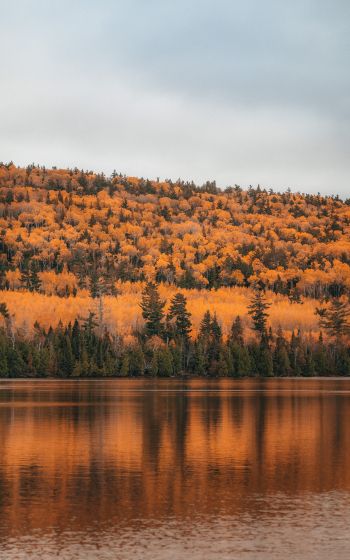 autumn forest, lake Wallpaper 1200x1920