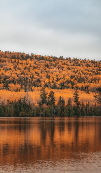 autumn forest, lake Wallpaper 600x1024