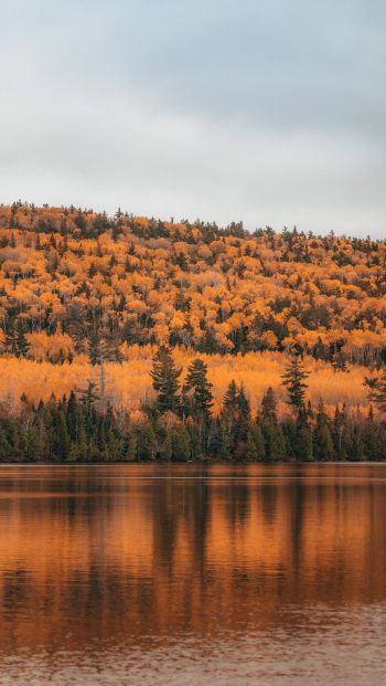 autumn forest, lake Wallpaper 640x1136