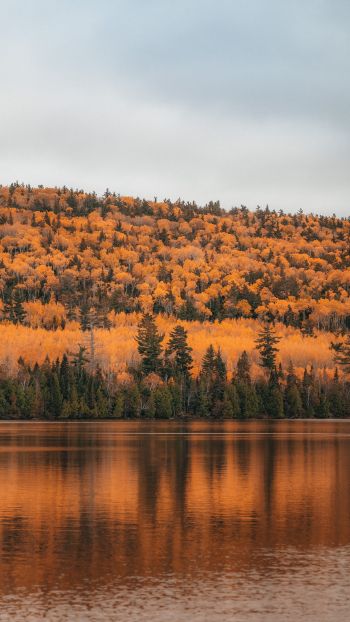 autumn forest, lake Wallpaper 750x1334