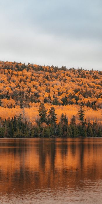 autumn forest, lake Wallpaper 720x1440