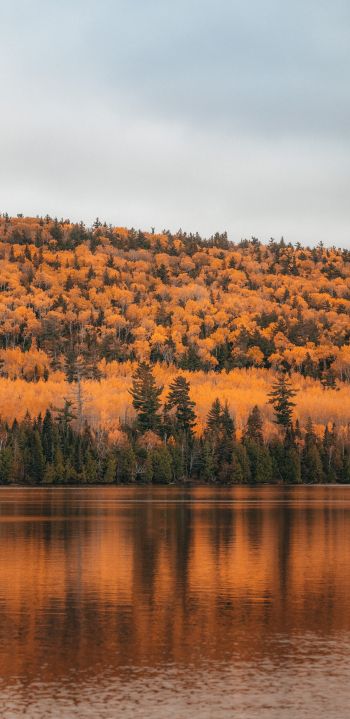 autumn forest, lake Wallpaper 1440x2960