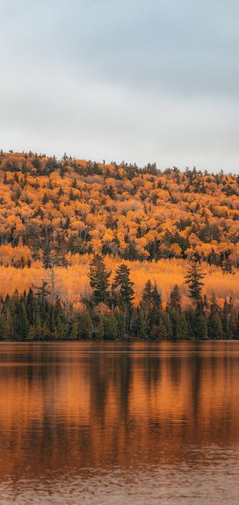 autumn forest, lake Wallpaper 720x1520