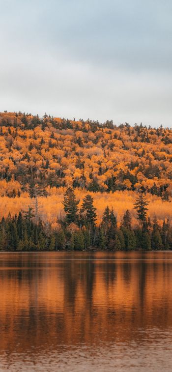 autumn forest, lake Wallpaper 1170x2532