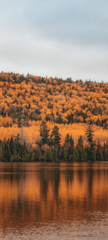 autumn forest, lake Wallpaper 1440x3200
