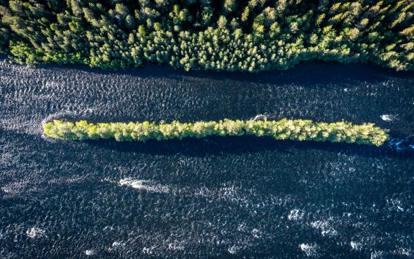 forest, river, bird's eye view Wallpaper 2560x1600