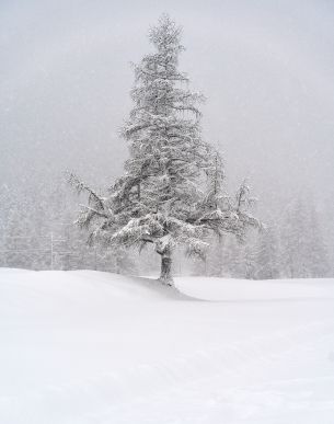 spruce, snow, winter Wallpaper 5304x6736