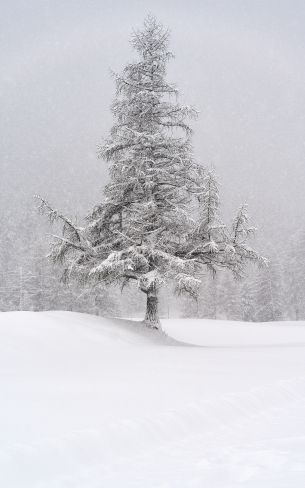 spruce, snow, winter Wallpaper 1200x1920