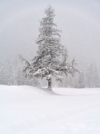 spruce, snow, winter Wallpaper 1668x2224