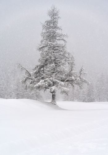 spruce, snow, winter Wallpaper 1668x2388