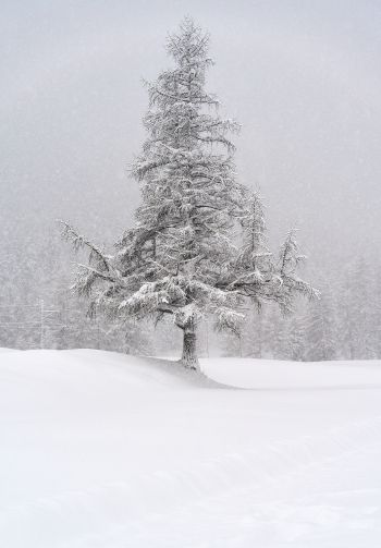 spruce, snow, winter Wallpaper 1640x2360