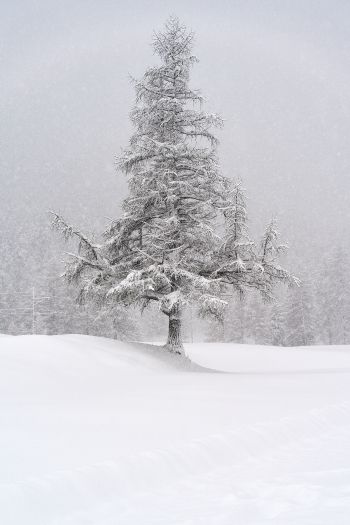 spruce, snow, winter Wallpaper 640x960
