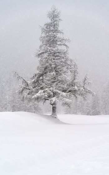 spruce, snow, winter Wallpaper 1752x2800