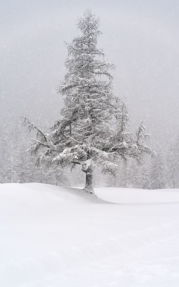 spruce, snow, winter Wallpaper 800x1280