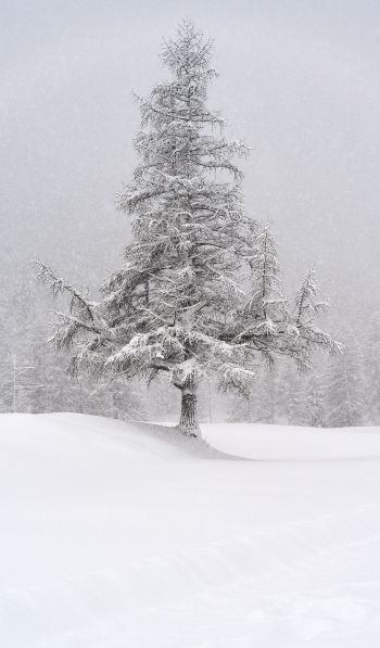spruce, snow, winter Wallpaper 600x1024