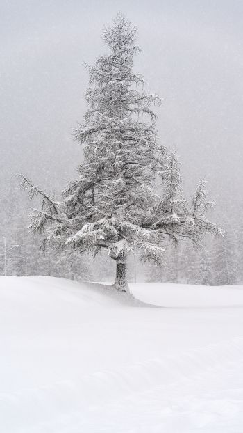 Обои 750x1334 ель, снег, зима