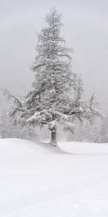 spruce, snow, winter Wallpaper 720x1440