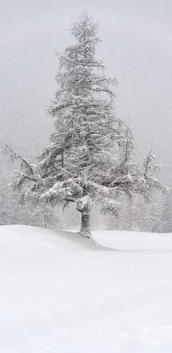 spruce, snow, winter Wallpaper 1440x2960