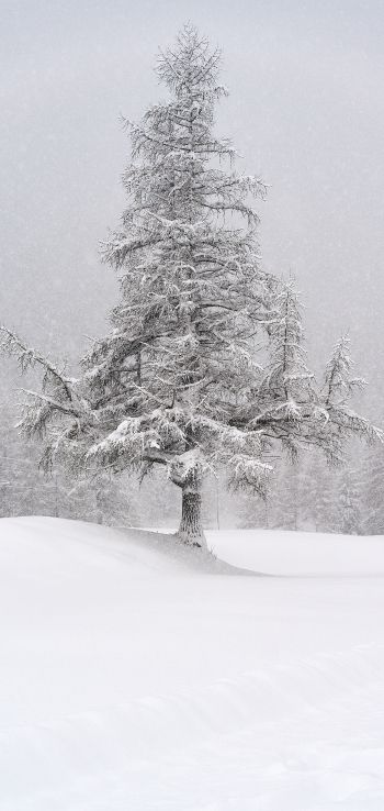 spruce, snow, winter Wallpaper 1440x3040