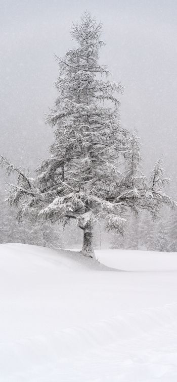 spruce, snow, winter Wallpaper 1284x2778