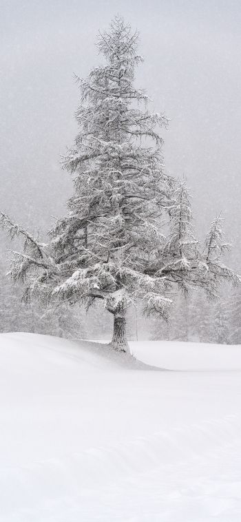 spruce, snow, winter Wallpaper 1080x2340