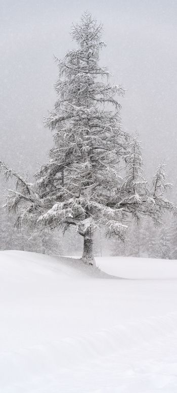 spruce, snow, winter Wallpaper 1440x3200