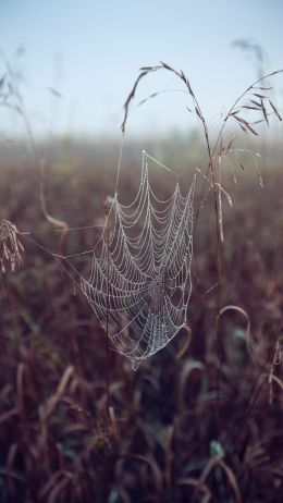 spider web, pole, morning, dew Wallpaper 1440x2560