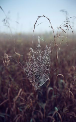 spider web, pole, morning, dew Wallpaper 1752x2800