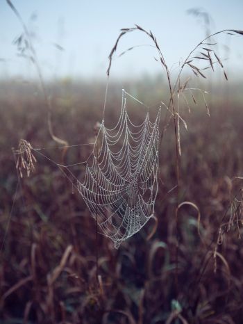 spider web, pole, morning, dew Wallpaper 1620x2160