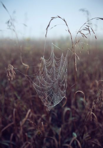 spider web, pole, morning, dew Wallpaper 1668x2388