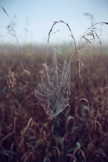 spider web, pole, morning, dew Wallpaper 640x960