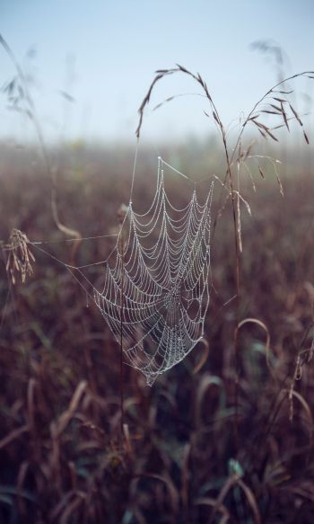 spider web, pole, morning, dew Wallpaper 1200x2000