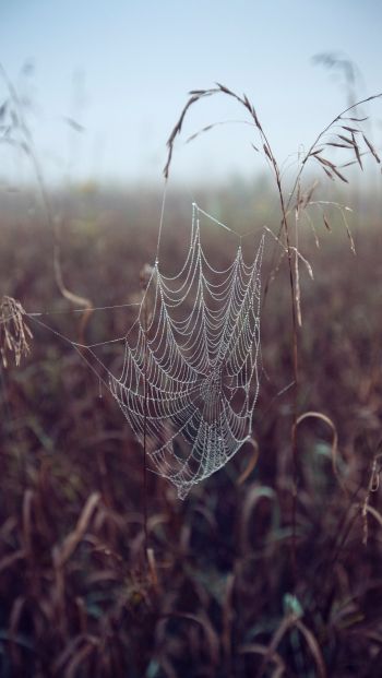 spider web, pole, morning, dew Wallpaper 640x1136