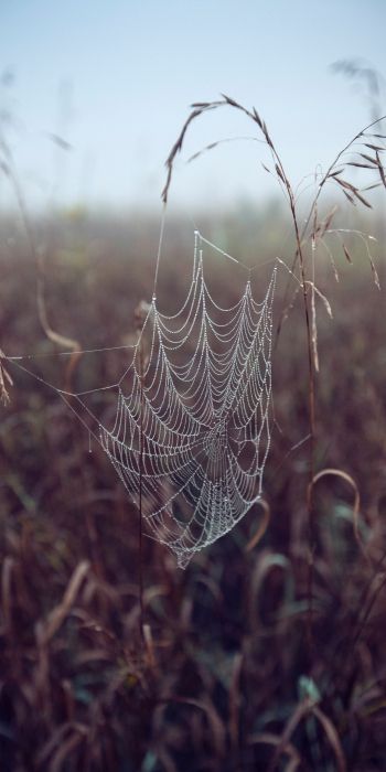 spider web, pole, morning, dew Wallpaper 720x1440