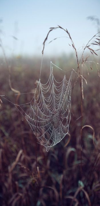 spider web, pole, morning, dew Wallpaper 1080x2220