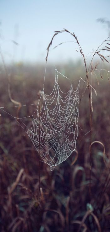 spider web, pole, morning, dew Wallpaper 1440x3040