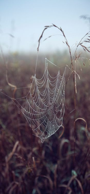 spider web, pole, morning, dew Wallpaper 1284x2778