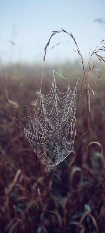 spider web, pole, morning, dew Wallpaper 1440x3200
