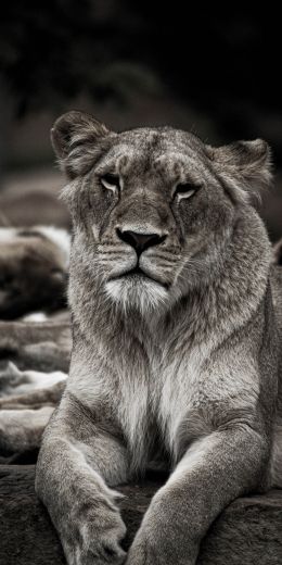 lioness, achromatic Wallpaper 720x1440