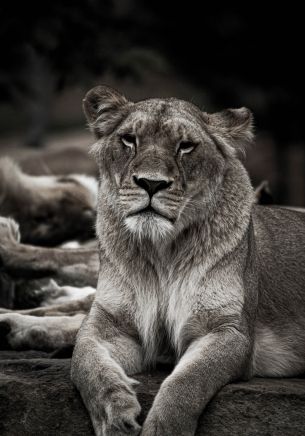 lioness, achromatic Wallpaper 1668x2388