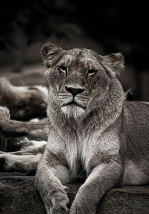 lioness, achromatic Wallpaper 1640x2360