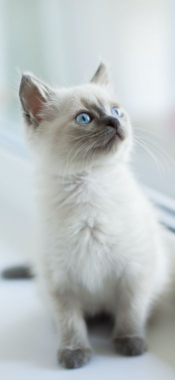 kitten, pet Wallpaper 1080x2340