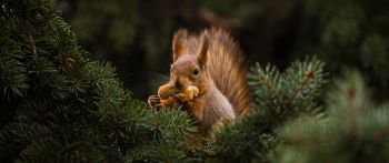 squirrel, redhead, spruce Wallpaper 2560x1080