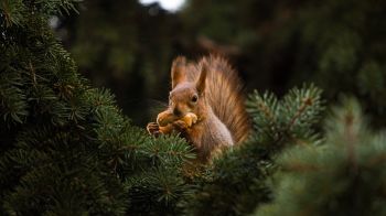 squirrel, redhead, spruce Wallpaper 1280x720