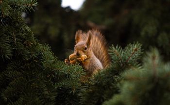 squirrel, redhead, spruce Wallpaper 2560x1600