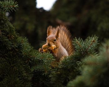 squirrel, redhead, spruce Wallpaper 1280x1024