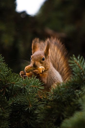 squirrel, redhead, spruce Wallpaper 640x960